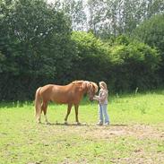 New Forest Fuglekildes Savoy