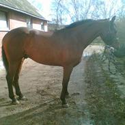 Dansk Varmblod Stærke Staut(bor i Norge)