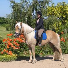 Haflinger Asti