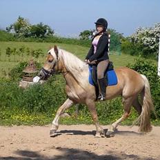 Haflinger Asti