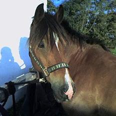 Anden særlig race Patrick