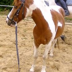 Anden særlig race HØVDING<3 solgt