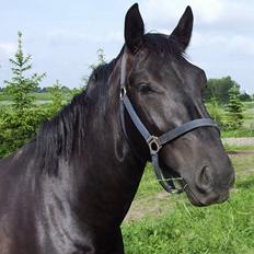 Oldenborg Lucius Bedsted solgt