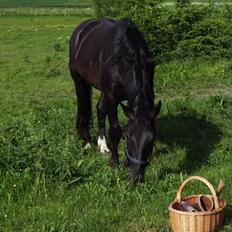 Oldenborg Lucius Bedsted solgt