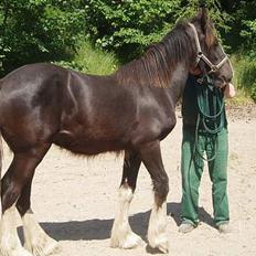 Shire Egon   *SOLGT* 