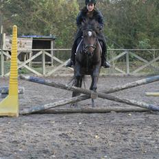 Anden særlig race Chikila