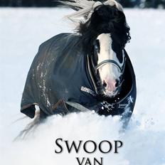 Irish Cob Swoop Van Hippolacta
