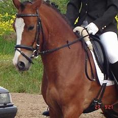 Anden særlig race Tovdal's Baily *SOLGT*