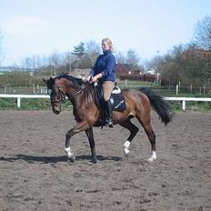 Trakehner Bartoli af Egehøj (R.I.P)