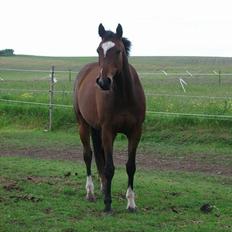 Trakehner Bartoli af Egehøj (R.I.P)