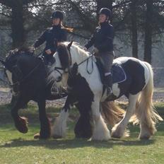 Irish Cob Bigumsgårds Dina 