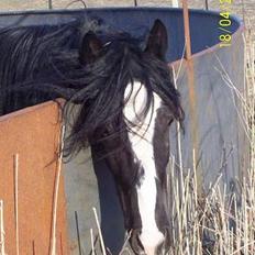 Irish Cob Bigumsgårds Dina 