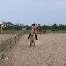 Fjordhest Luna - Solgt !