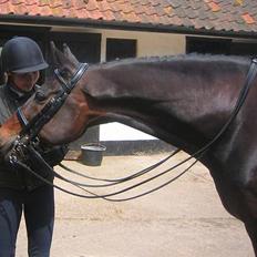 Trakehner Malakhim