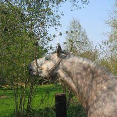 Anden særlig race Paddinqton