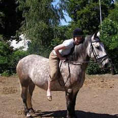 Anden særlig race Paddinqton