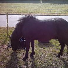 Shetlænder laban `` solgt ``