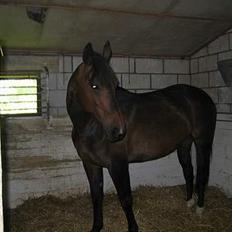 Anden særlig race Diva