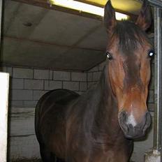 Anden særlig race Diva