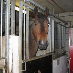 Anden særlig race Diva