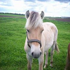 Fjordhest Jasper Møldrup(solgt)