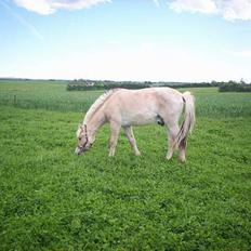 Fjordhest Jasper Møldrup(solgt)