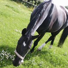 Dansk Varmblod Søholms Halina "OBS. STJÅLET" !!