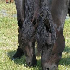 Frieser Maike Rozalien J.