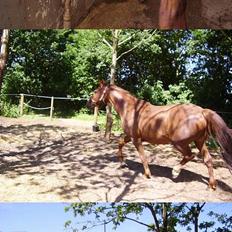 Frederiksborg Odessa