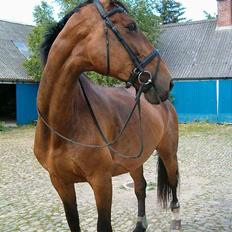 Dansk Varmblod C moon (solgt)