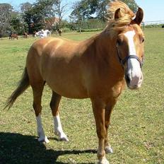 Anden særlig race Taura