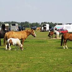 Anden særlig race Taura