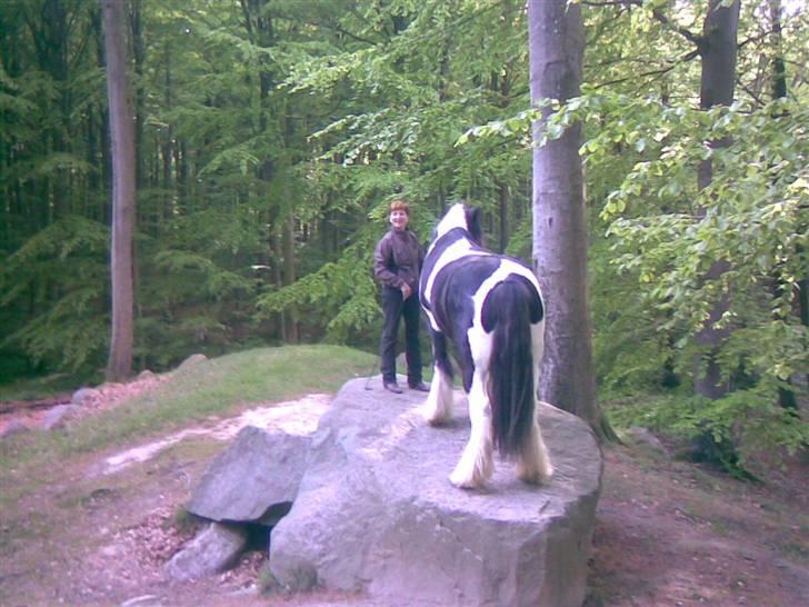 Irish Cob Kavanaugh - Og sandelig om han ikke kravlede med op - se lige hvor højt der er op - først et forben, så det næste og så begge bagben.. Imponerende - han havde aldrig set stenen før..  billede 13