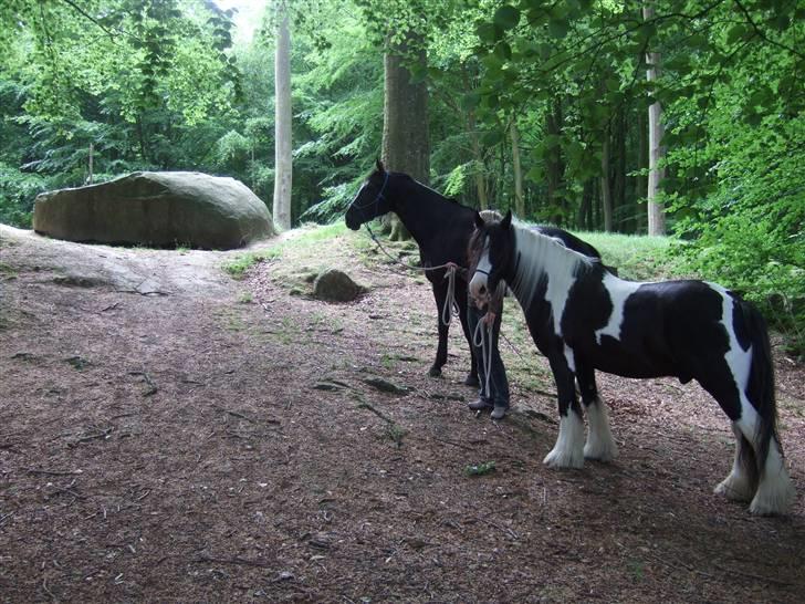 Irish Cob Kavanaugh - Og her er stenen fra en lidt anden vinkel - kavan kravlede op i den venstre side :o) billede 14