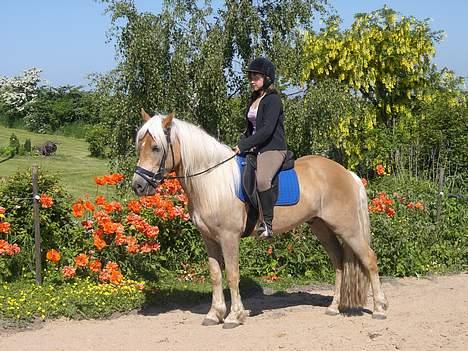 Haflinger Asti billede 2