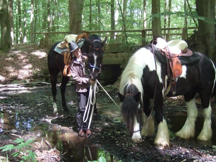 Irish Cob Kavanaugh - Magic og Kavan har lige forceret en "skrænt" for at komme ned til "floden" i bunden af "kløften" 01. juni 2008 billede 15