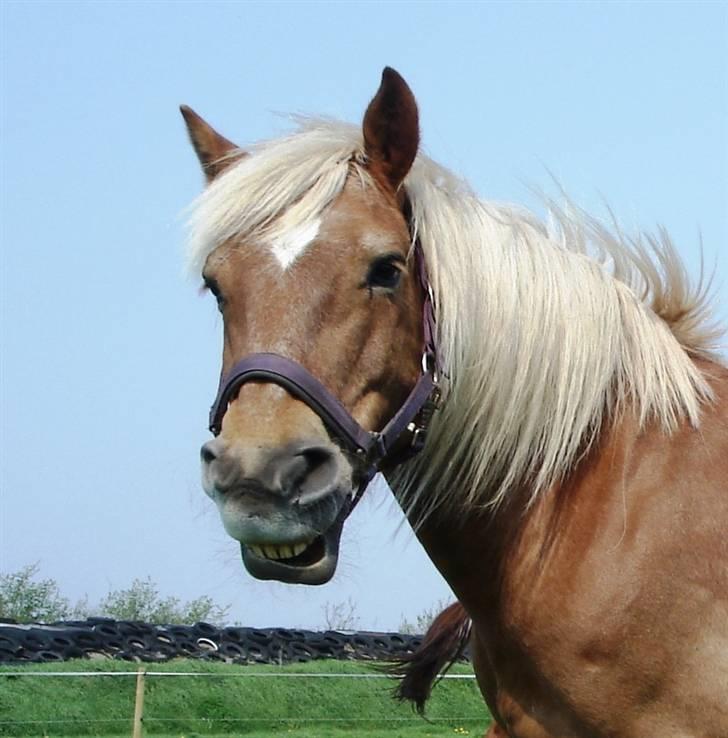 Haflinger Agent 007 - #15  billede 15