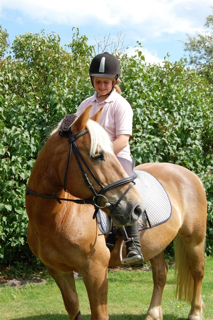 Haflinger Agent 007 - #16 i haven juni 08 billede 16