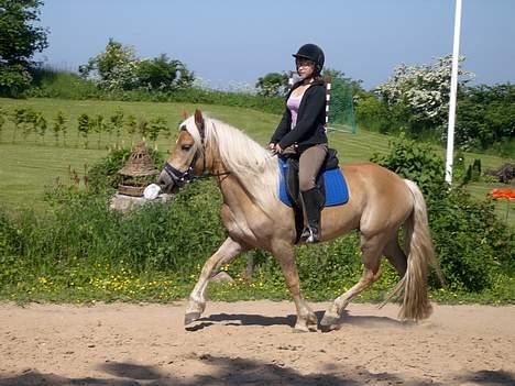 Haflinger Asti billede 3