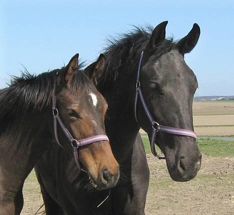 Oldenborg Dea af Vodagergård - Fra d. 22. april 2007 - Dea og Cleo på folden billede 4