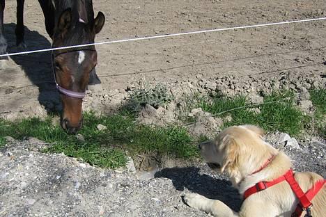 Oldenborg Dea af Vodagergård - Fra d. 22. april 2007 - Hvad er det for et spændende dyr? billede 5