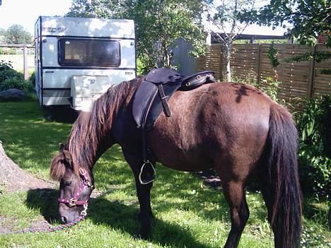 Islænder Litfara fra Gingsholm - godt med noget græs efter en god ridetur d; billede 2