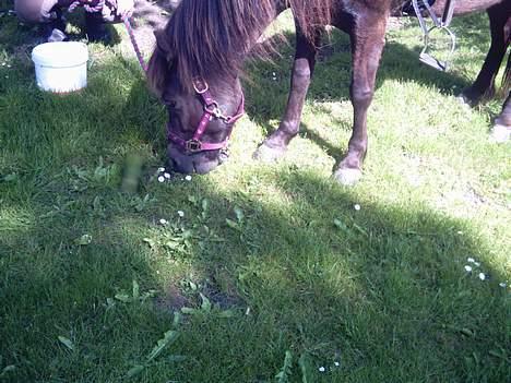 Islænder Litfara fra Gingsholm billede 3