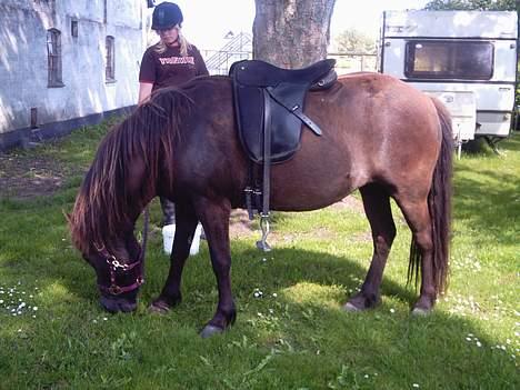 Islænder Litfara fra Gingsholm - <333 billede 4