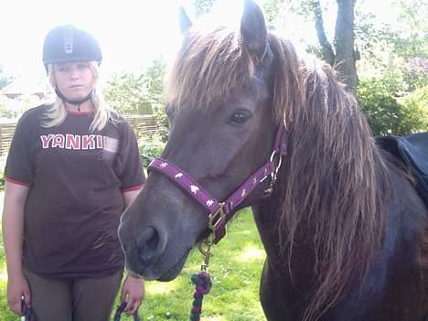 Islænder Litfara fra Gingsholm - er hun ik smuk ? :Ja så kigger vi lige på heste, og IKKE på mig! haha :-D 4 år gammelt billede billede 5