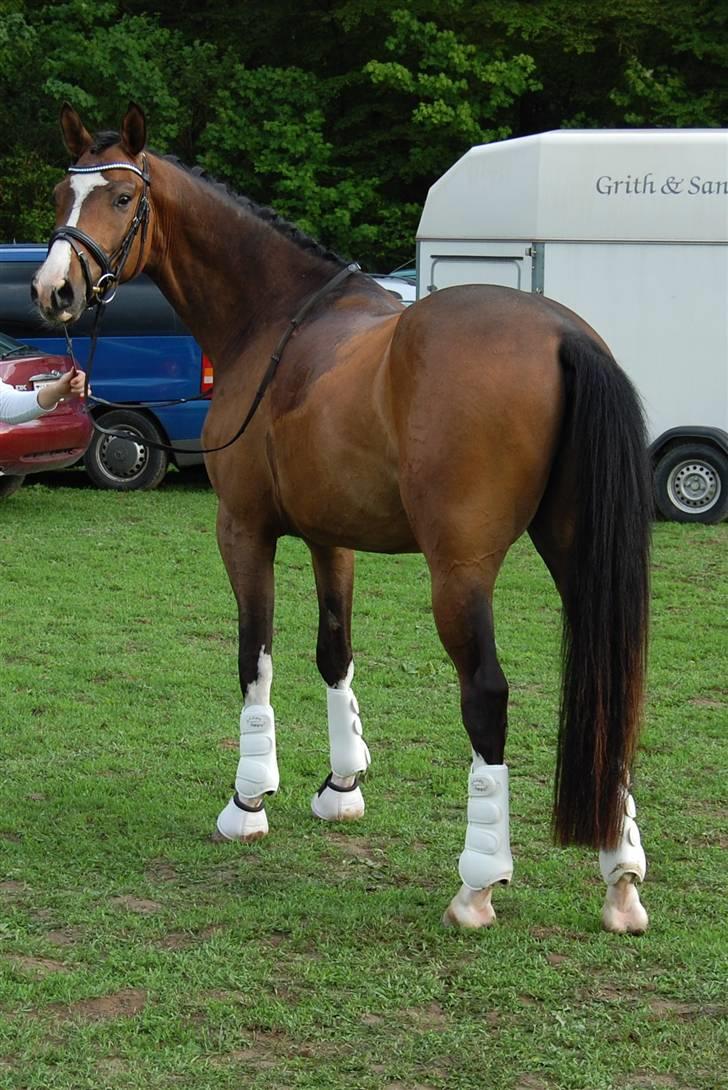 Dansk Varmblod Sødals Santiago  - DSA maj 09 billede 10