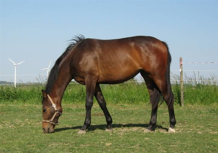 Oldenborg Dea af Vodagergård - Fra d. 2. juni 2008 - Dea er nu tæt på at være 2 år billede 8