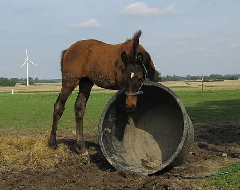 Oldenborg Dea af Vodagergård - D. 16. august 2006 - "Så kan du godt komme og fyldt noget rent vand i baljen Julie!" billede 9