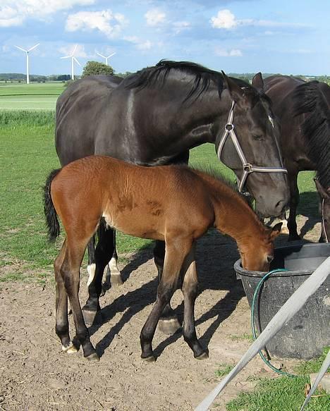 Oldenborg Dea af Vodagergård - D. 23. juni 2006 - Er det mælk, mor? billede 10