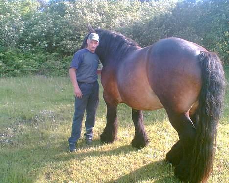 Jyde Mattias (Solgt) billede 9